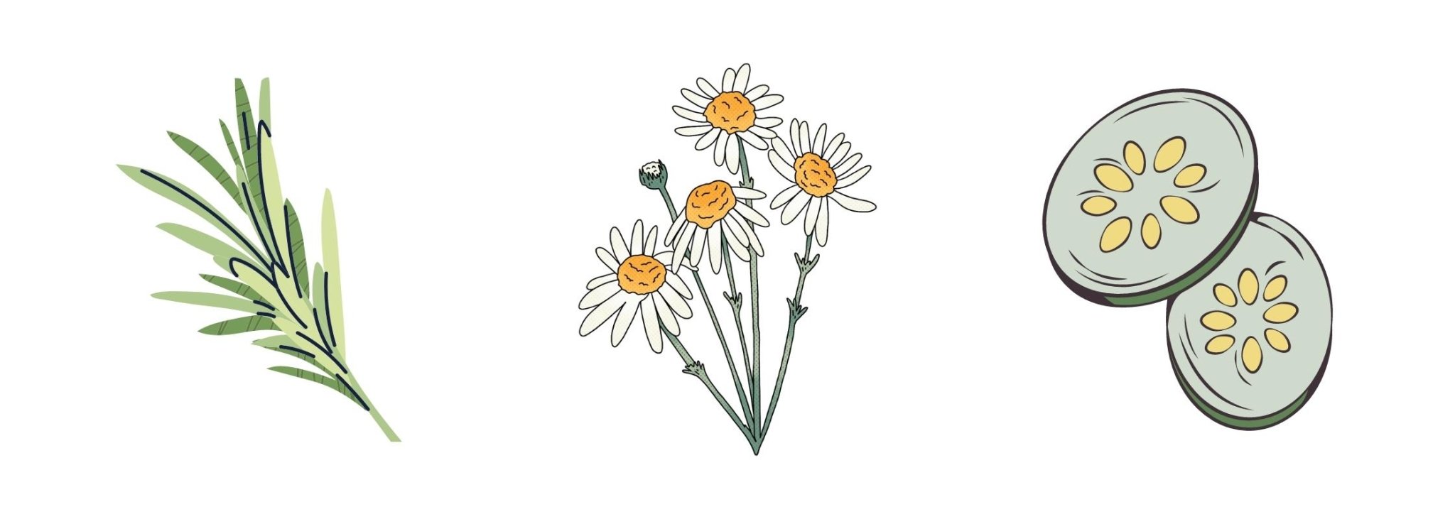 Chamomile Extract