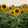 Sunflower Seed Oil: The Key to Healthy, Nourished Skin - Hudson Valley Skin Care