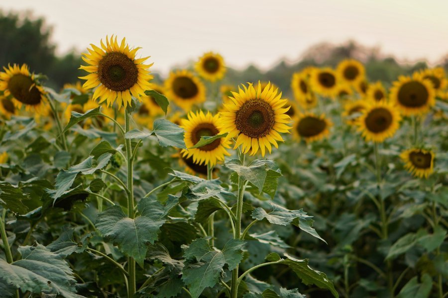 Sunflower Seed Oil: The Key to Healthy, Nourished Skin - Hudson Valley Skin Care