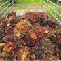 What is Palm Oil and Why We Don't Use it - Hudson Valley Skin Care