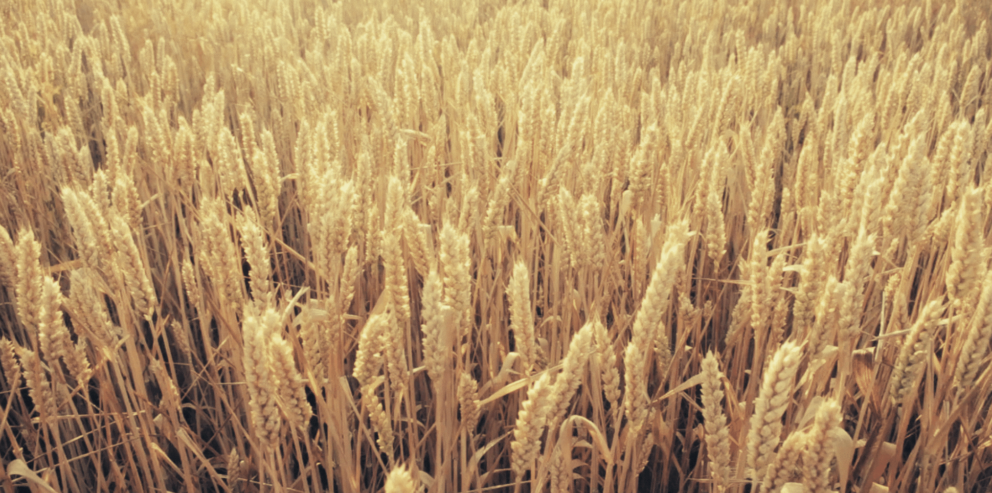 Wheat in Field Hudson Valley 
