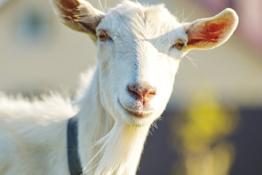 Goat's Milk: Your Skin's New Savior