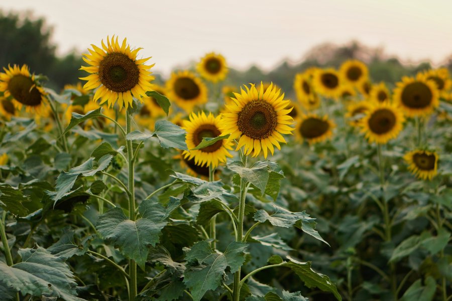 How Sunflower Seed Oil Can Benefit Your Skin