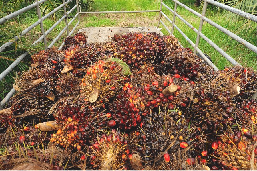 What is Palm Oil and Why We Don't Use it