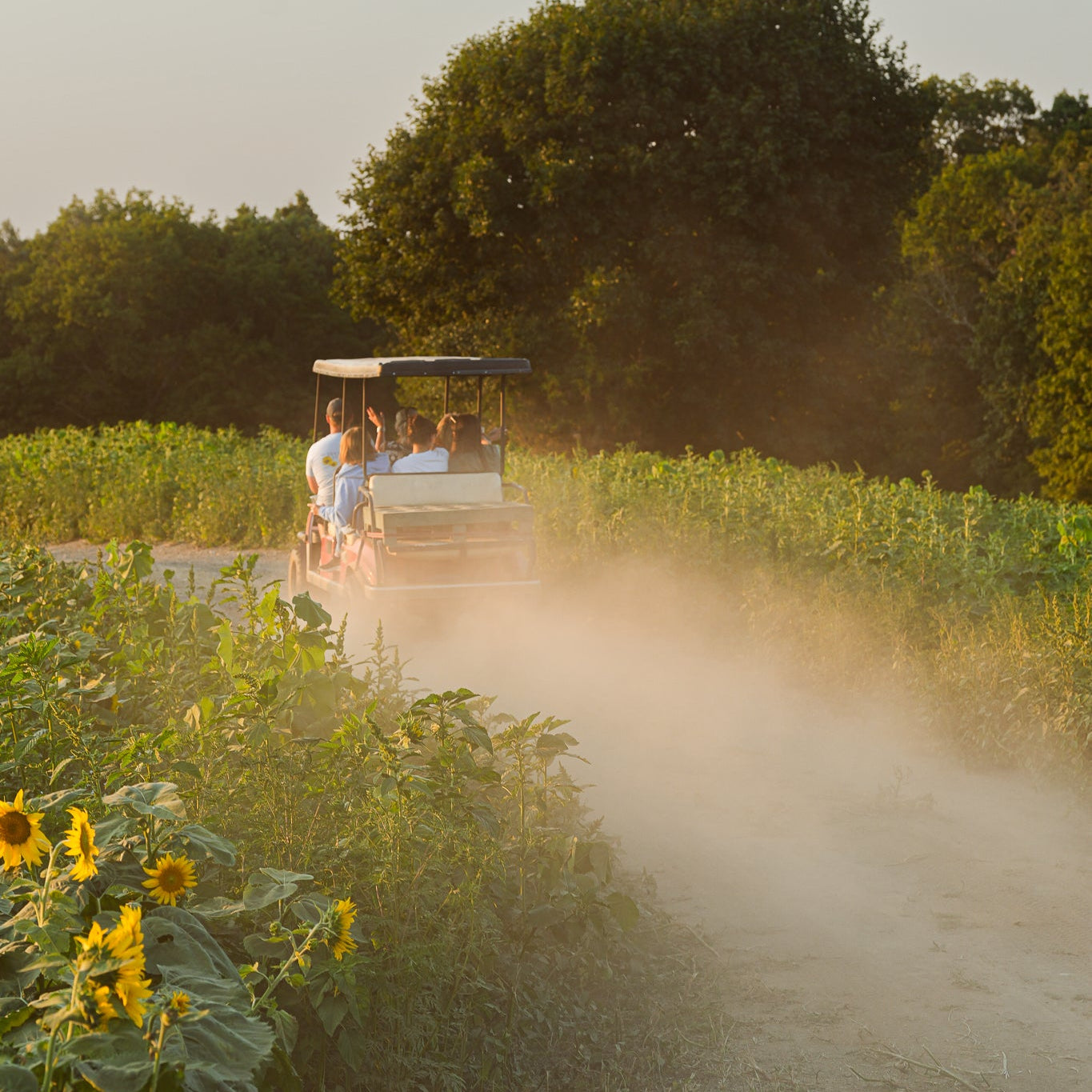 People riding in a tractor through a sunflower field with trees in the background